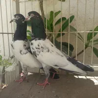 کبوتر پرشی پاکستانی