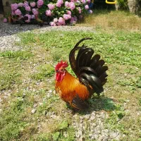خروس مرغ چینی رامسر