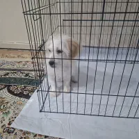 سگ پامر ۴ ماهه