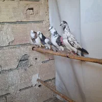 کفتر قریب گیری