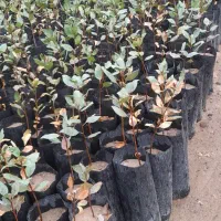 حراج نهال پسته