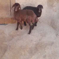 دوعدد بره ماده