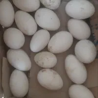 تخم قوغاز