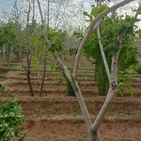 باغ تقاب