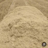 کاه کندم