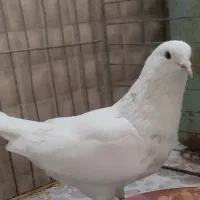 کفتر شکار