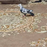 سینه مشهدی کاکلی کبوتر کفتر صید