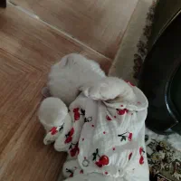 گربه