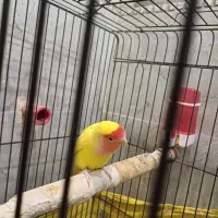 کوتوله زرد نر