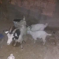 بز با کره