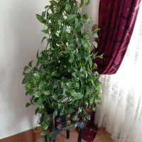 پتوس گلدان بزرگ