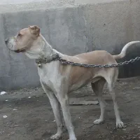 سگ اصیل|سگ|مشهد, عنصری|دیوار