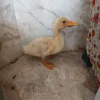 اردک