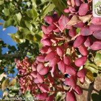 پیوند پسته