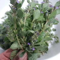 شاتره خشک خاکشیر ملنگو