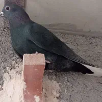 کلاغ دم‌سفید