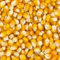 ذرت درجه یک قیمت عمده