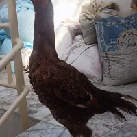مرغ لاری اصیل