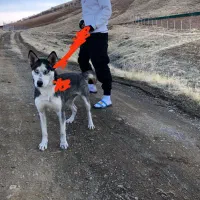 سگ هاسکی ماده