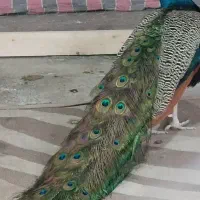 طاووس