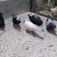 کبوتر