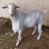 فروش نر بز میبد