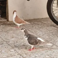 باک موتور سیکلت دست دوم با دوتا بغل