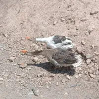 دو عدد غاز
