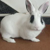 خرگوش خانگی دست آموز