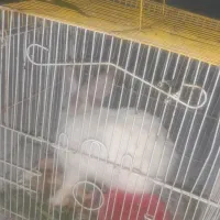 خرگوش
