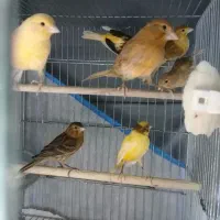 قناری رسمی