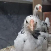 جوجه گلین یکماهه