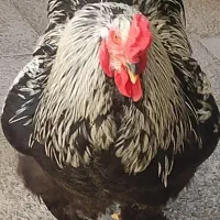 مرغ و خروس برهماویک خروس دورگه