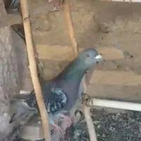 گم شده