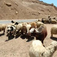 گوسفند