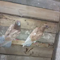 کبوتر کفتر اسمان خراش جفتی ۲ میلیون