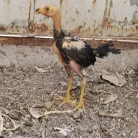 جوجه لاری