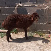 بره سربریده