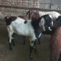 ساورین یا بز نر هلندی