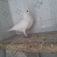 فروش کبوتر