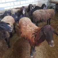 گوسفندبره دار۸عدد