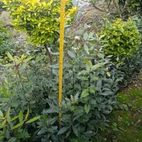 برگ بو|گل و گیاه طبیعی|چهاردانگه (تهران), |دیوار