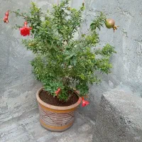 گل زینتی اناروساناز