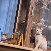 اهدا رایگان گربه