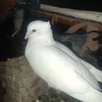 کبوتر گمشده