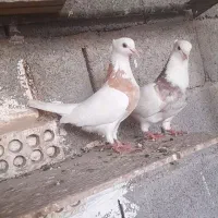 ۳جفت طوقی