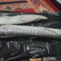 ماهی