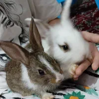 خرگوش خشگل