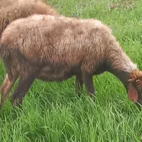 یه عدد گوسفند شیشک ۲دندان بره دار ۲قلوزا با بره نر