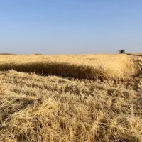 گندم دیم درجه یک بذری رقم باران